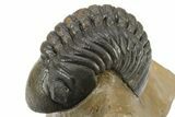Curled Reedops Trilobite - Atchana, Morocco #275233-1